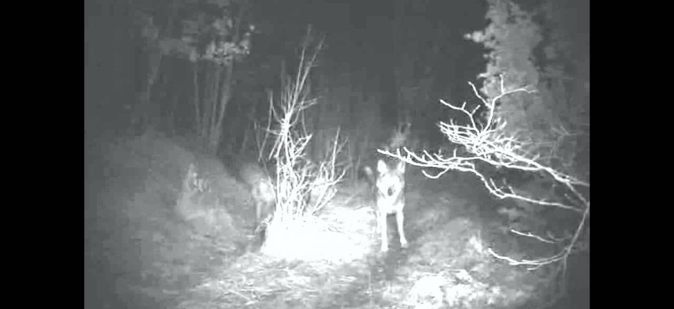 Cane da pastore predato nella notte dai lupi